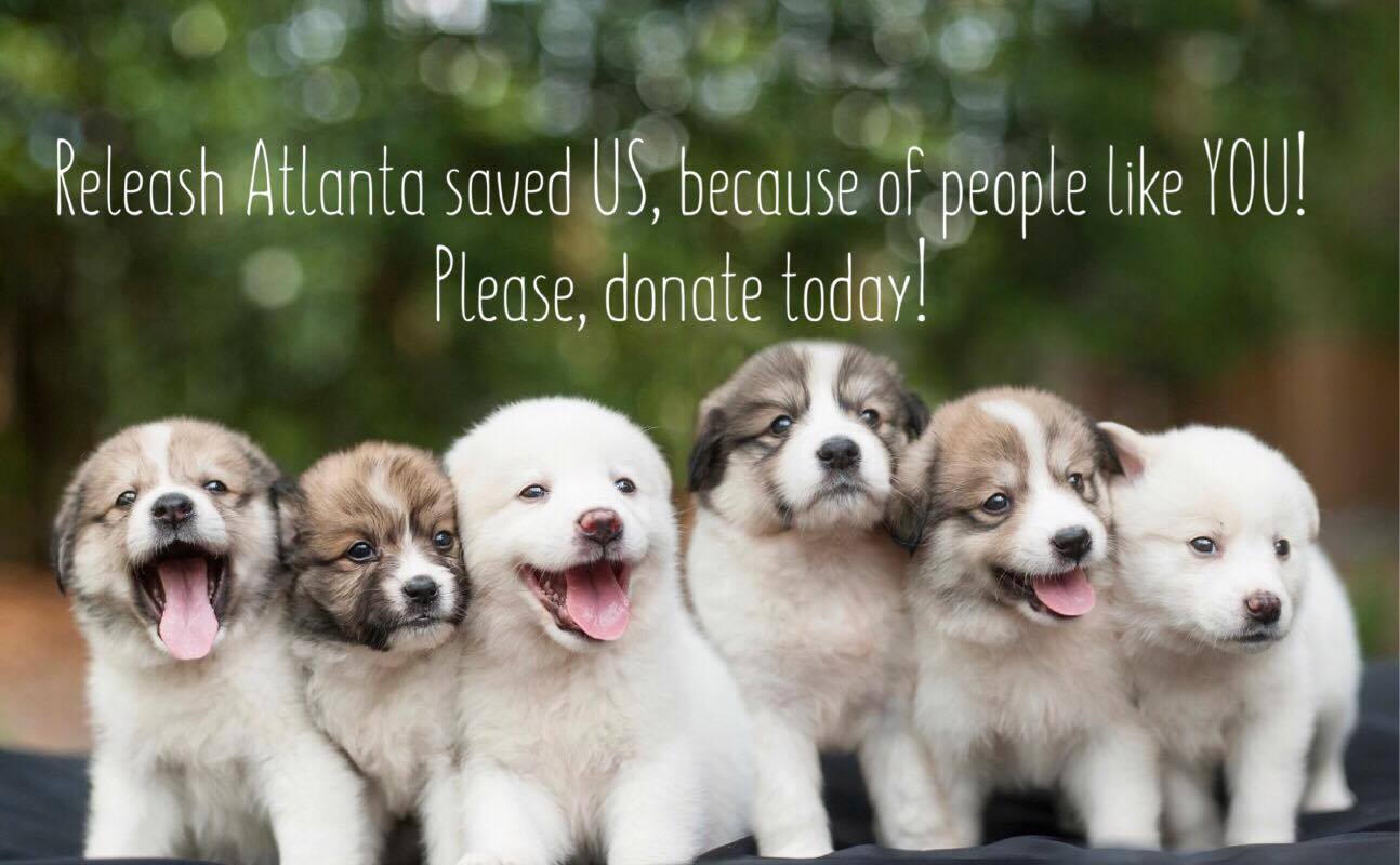 all breed puppy rescue