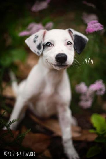 Fava *ADOPTED*