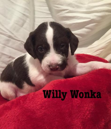 Willy Wonka *ADOPTED*