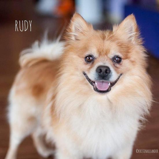 Rudy *ADOPTED*