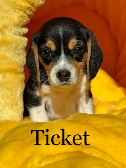 Ticket *ADOPTED*