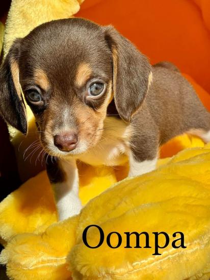 Oompa *ADOPTED*