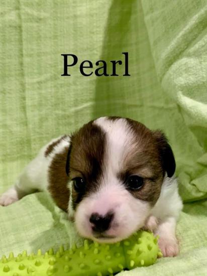 Pearl *ADOPTED*
