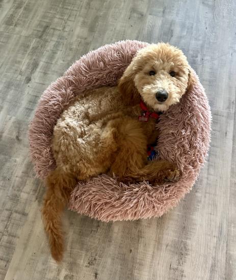 Gemma