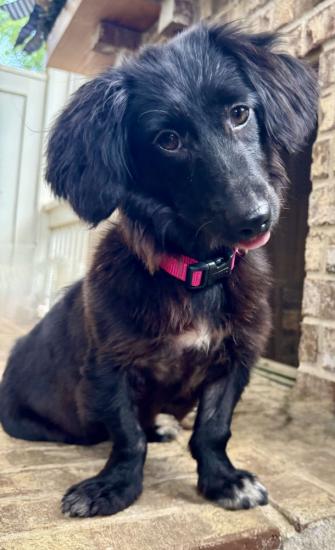 Pepper