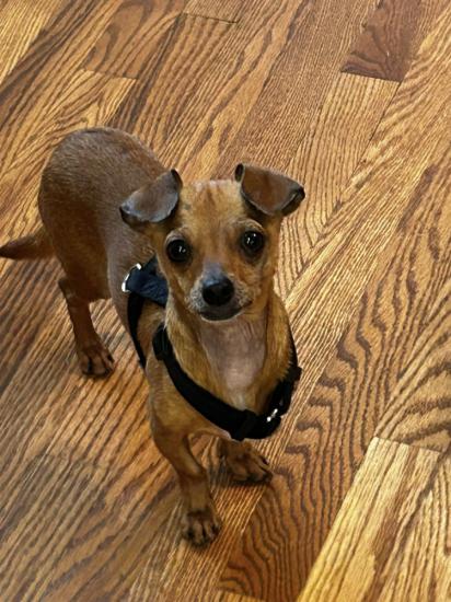 Gidget 
