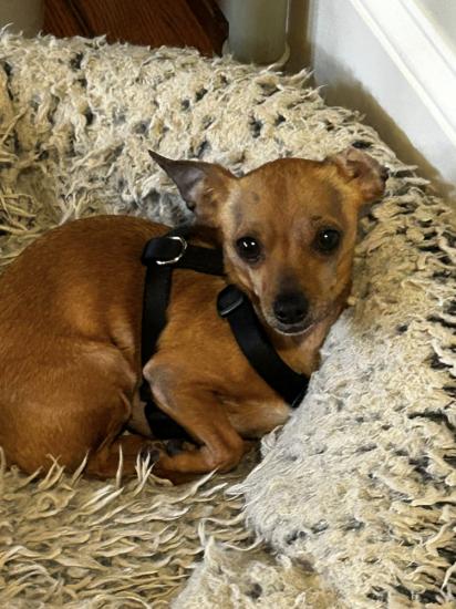 Gidget 