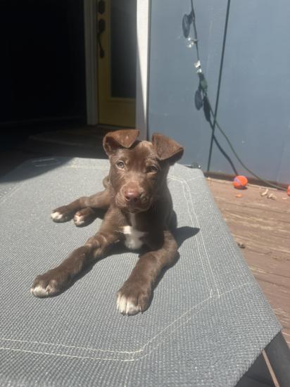 Hazel