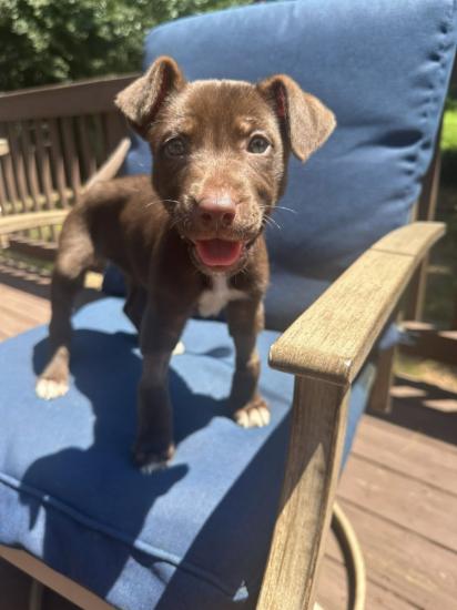 Hazel