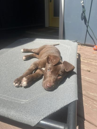 Hazel