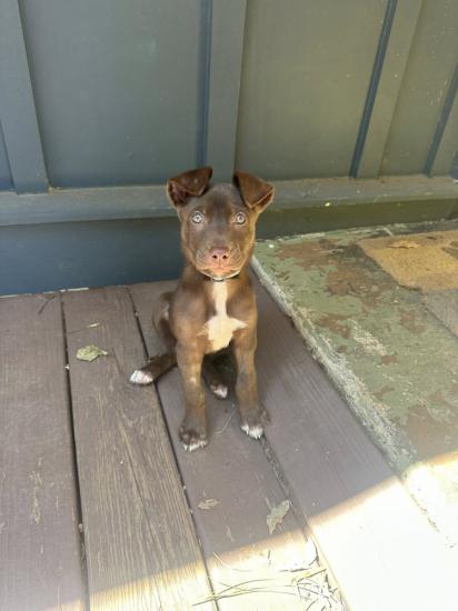 Hazel