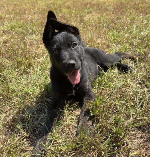 Ranger