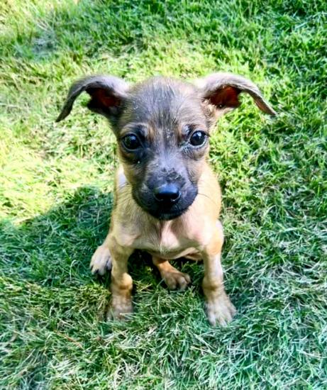 Jasmine *COMING SOON*