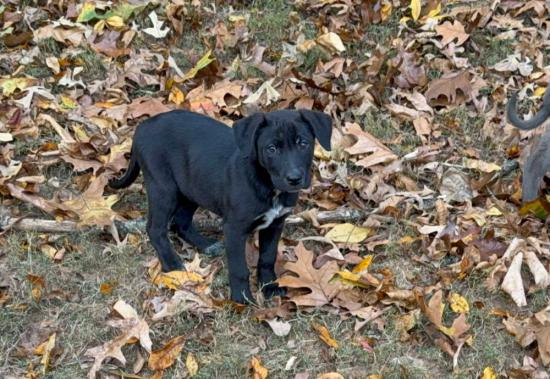 Phoebe *COMING SOON*