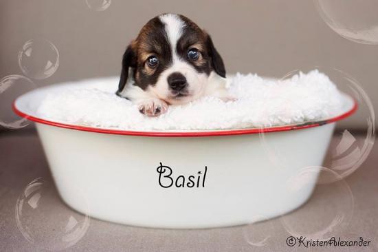 Basil *ADOPTED*