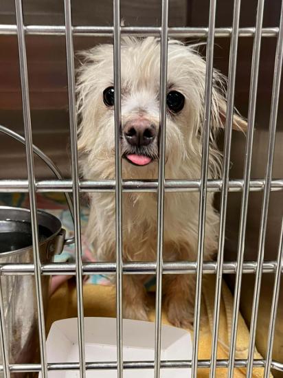 Tootsie *COMING SOON*