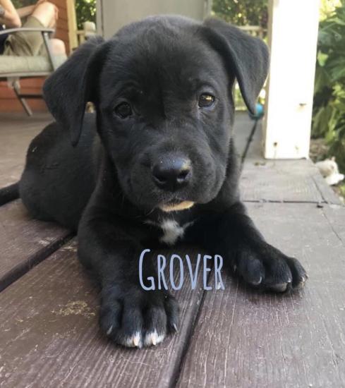 Grover *ADOPTED*