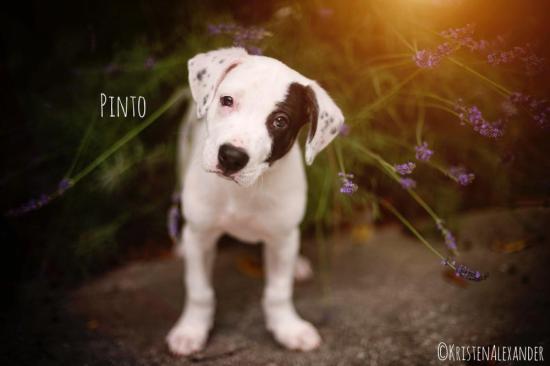 Pinto *ADOPTED*