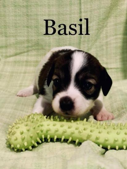 Basil *ADOPTED*