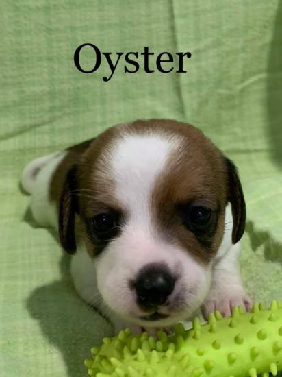 Oyster *ADOPTED*