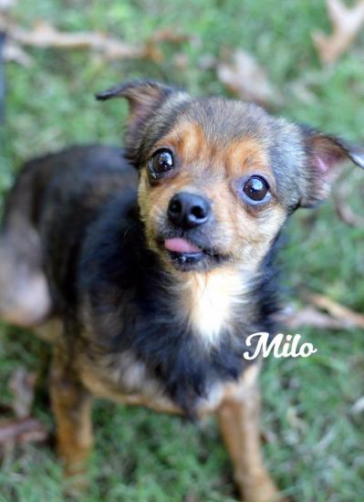Milo *ADOPTED*