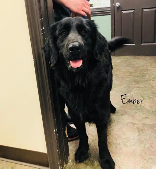 Ember *ADOPTED*