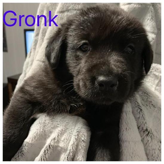 Gronk *ADOPTED*