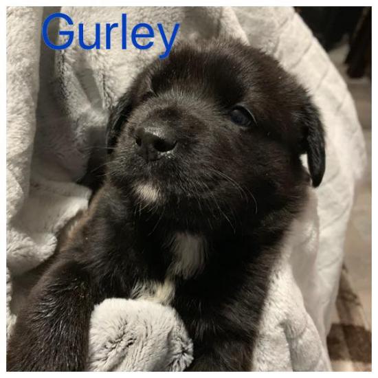 Gurley *ADOPTED*