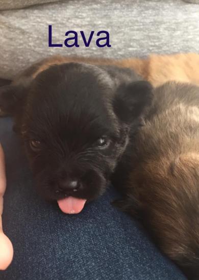 Lava *ADOPTED*