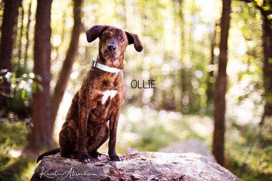 Ollie *ADOPTED*