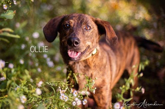 Ollie *ADOPTED*