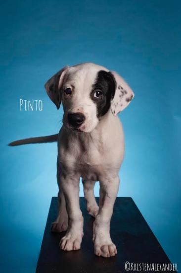 Pinto *ADOPTED*
