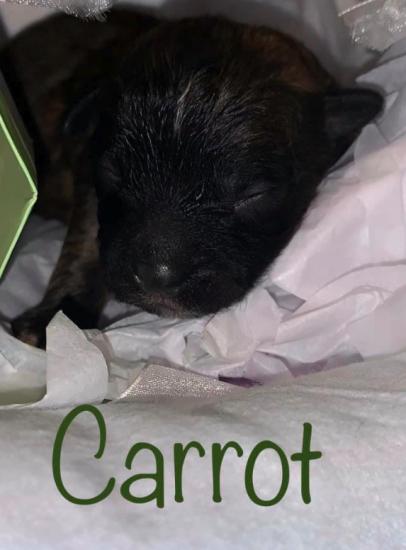 Carrot *ADOPTED*