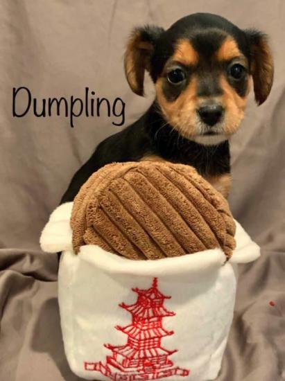 Dumpling *ADOPTED*