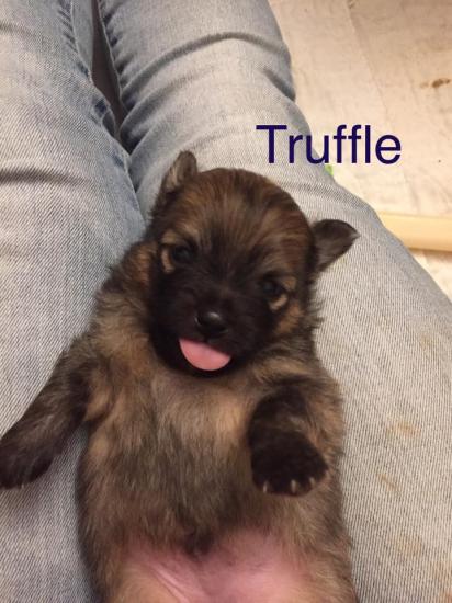 Truffle *ADOPTED*