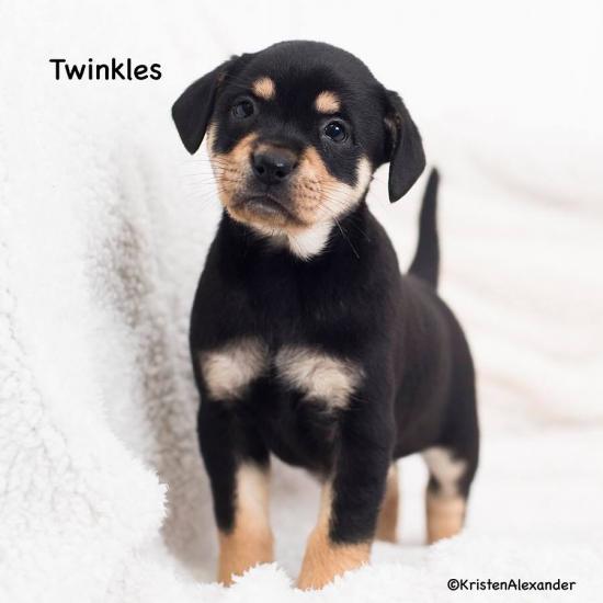 Twinkles *ADOPTED*