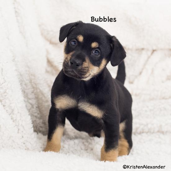 Bubbles *ADOPTED*